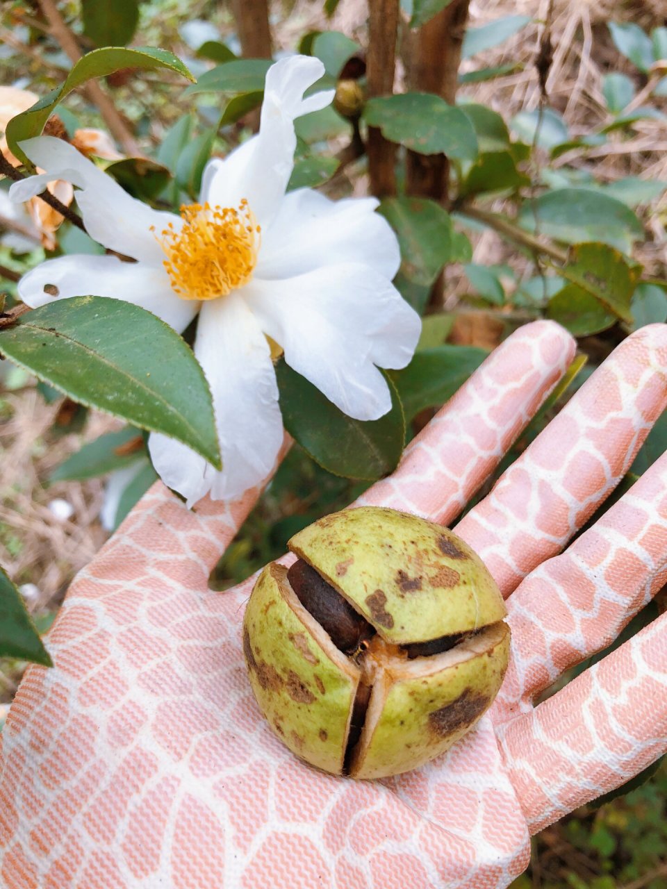 茶油果呀～ 爸妈种的茶油自己家吃不完,多出来一部分~ 茶油味甘,性凉