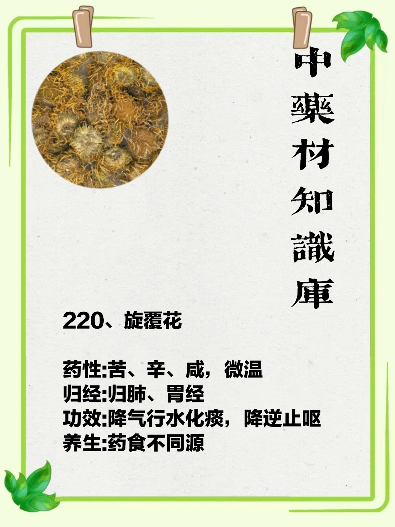 220,旋覆花 药性:苦,辛,咸,微温 归经:归肺,胃经 功效:降气行水化痰
