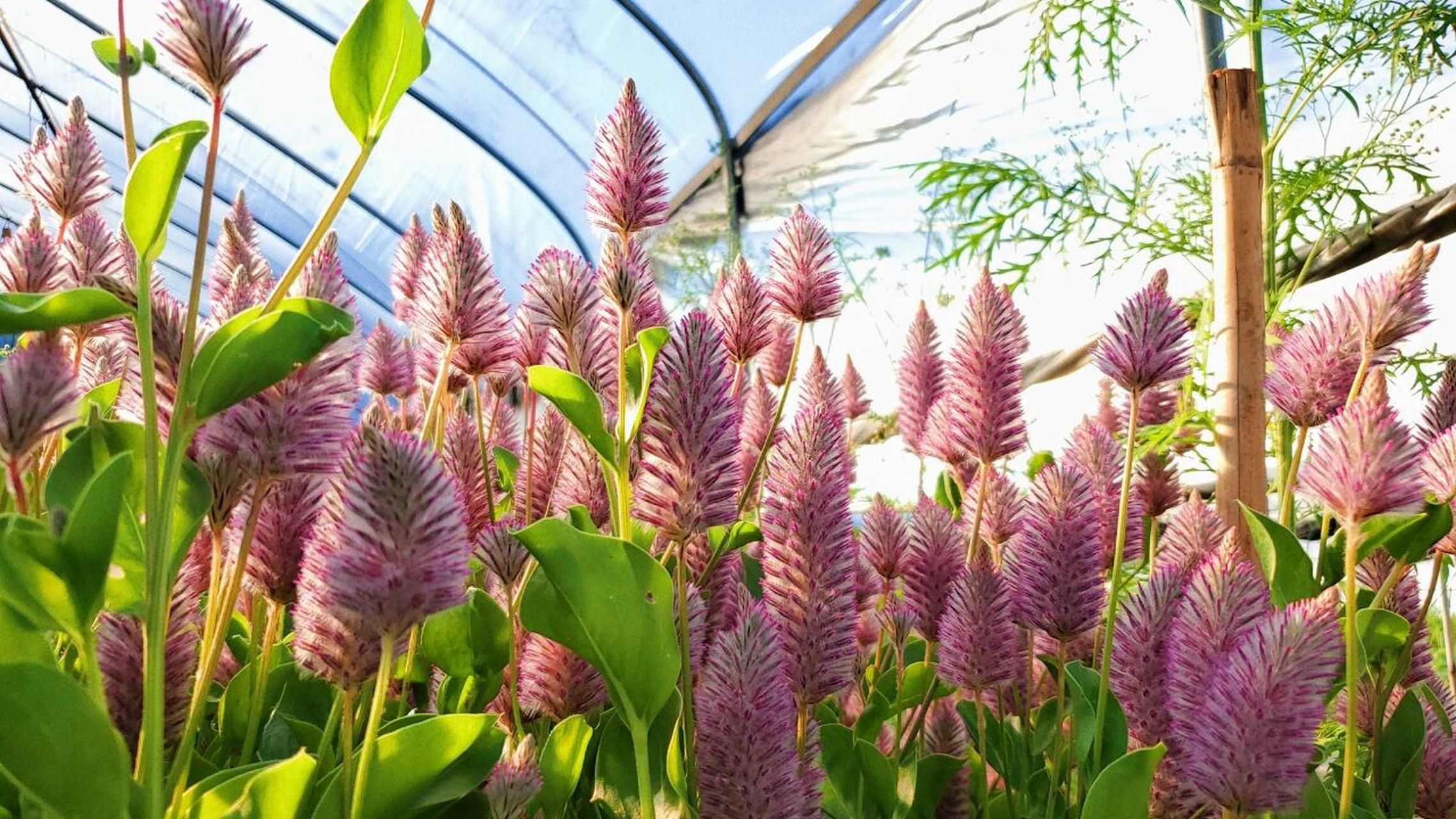 沙漠之花～澳洲狐尾 2021年8月份定植于石林和楚雄,10月份上花于斗南