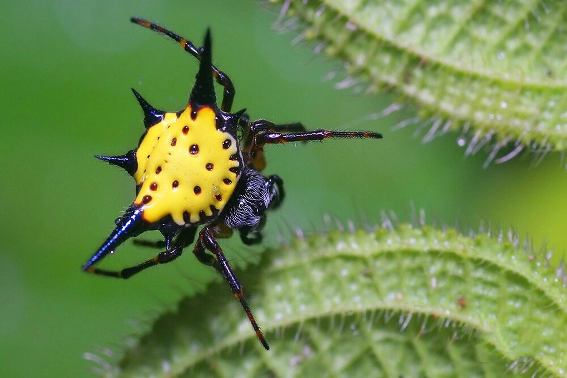 黄色背甲的哈氏棘腹蛛(雄性) 90哈氏棘腹蛛|gasteracantha hasselti