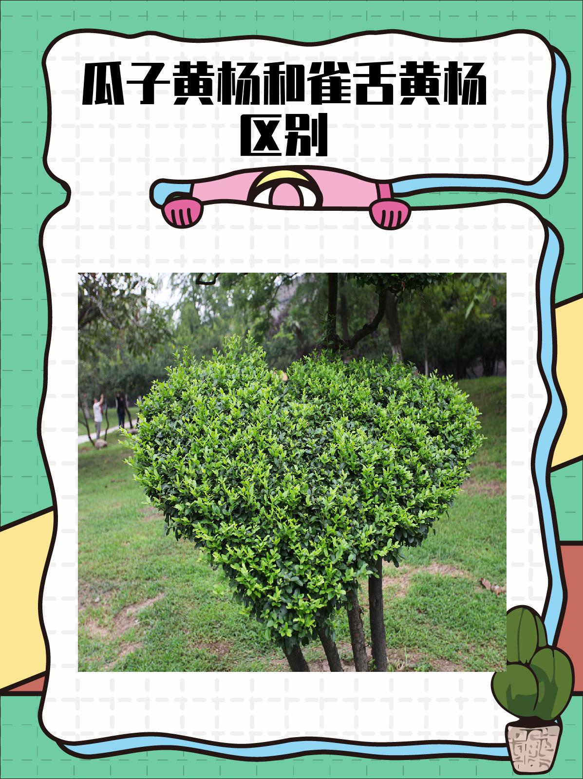 瓜子黄杨和雀舌黄杨区别