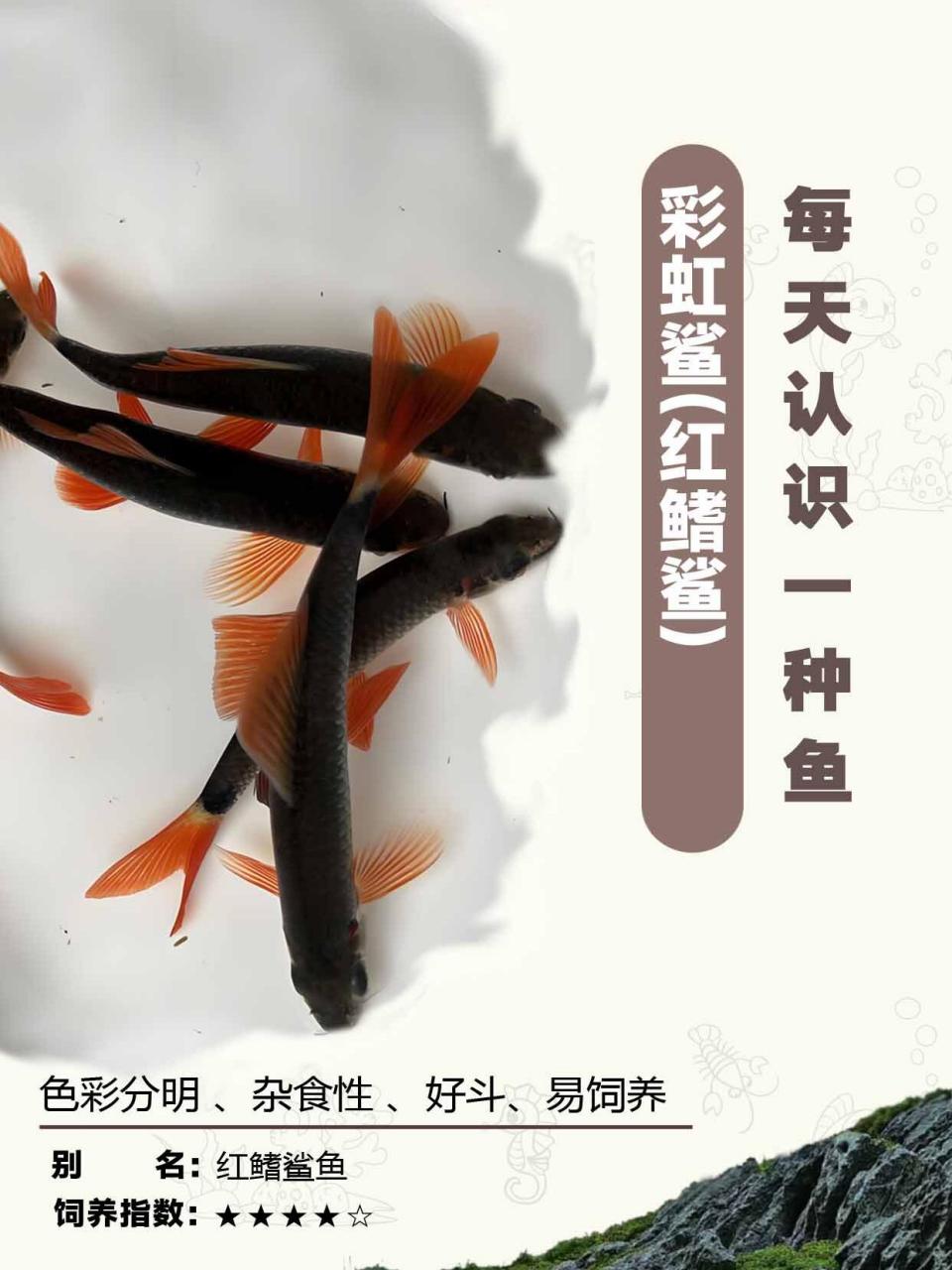 热带观赏鱼之彩虹鲨(红鳍鲨鱼)#彩虹鲨# #红鳍鲨# #热带鱼# #观赏鱼