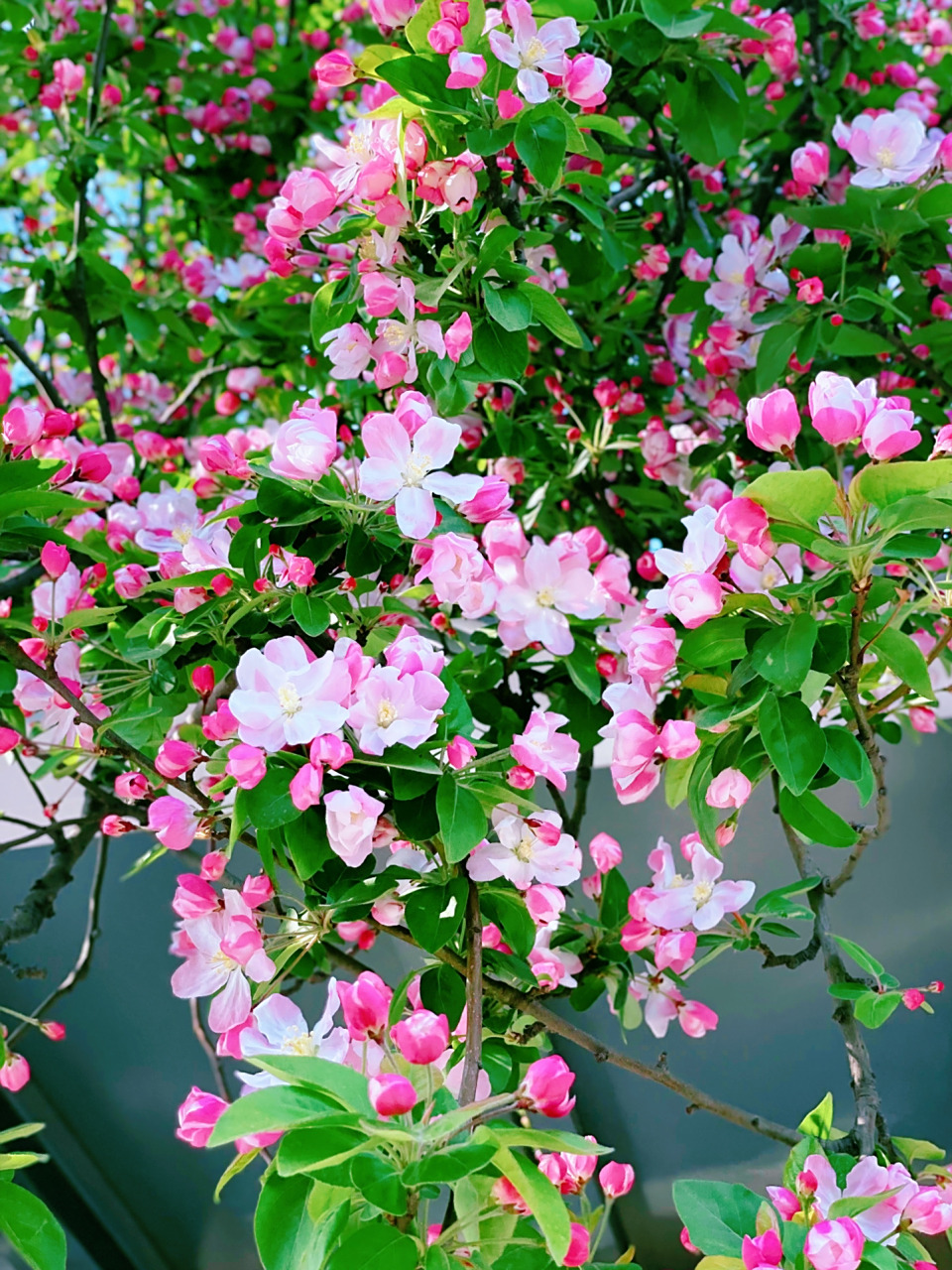 3.27实况|马场道海棠花预计周末最佳观赏期 专属于天津的海棠花浪漫即