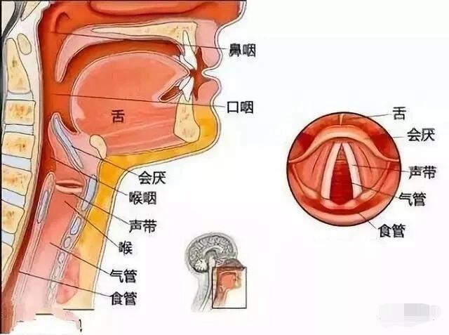 腭舌弓在什么位置图片图片