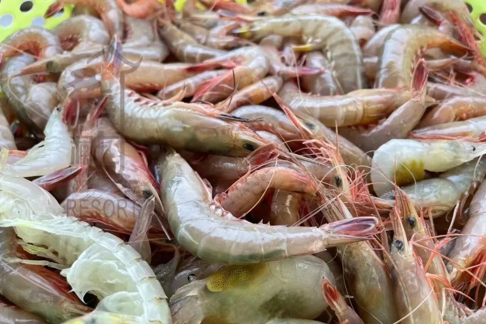 洞头"最海鲜"集散中心正式开业!