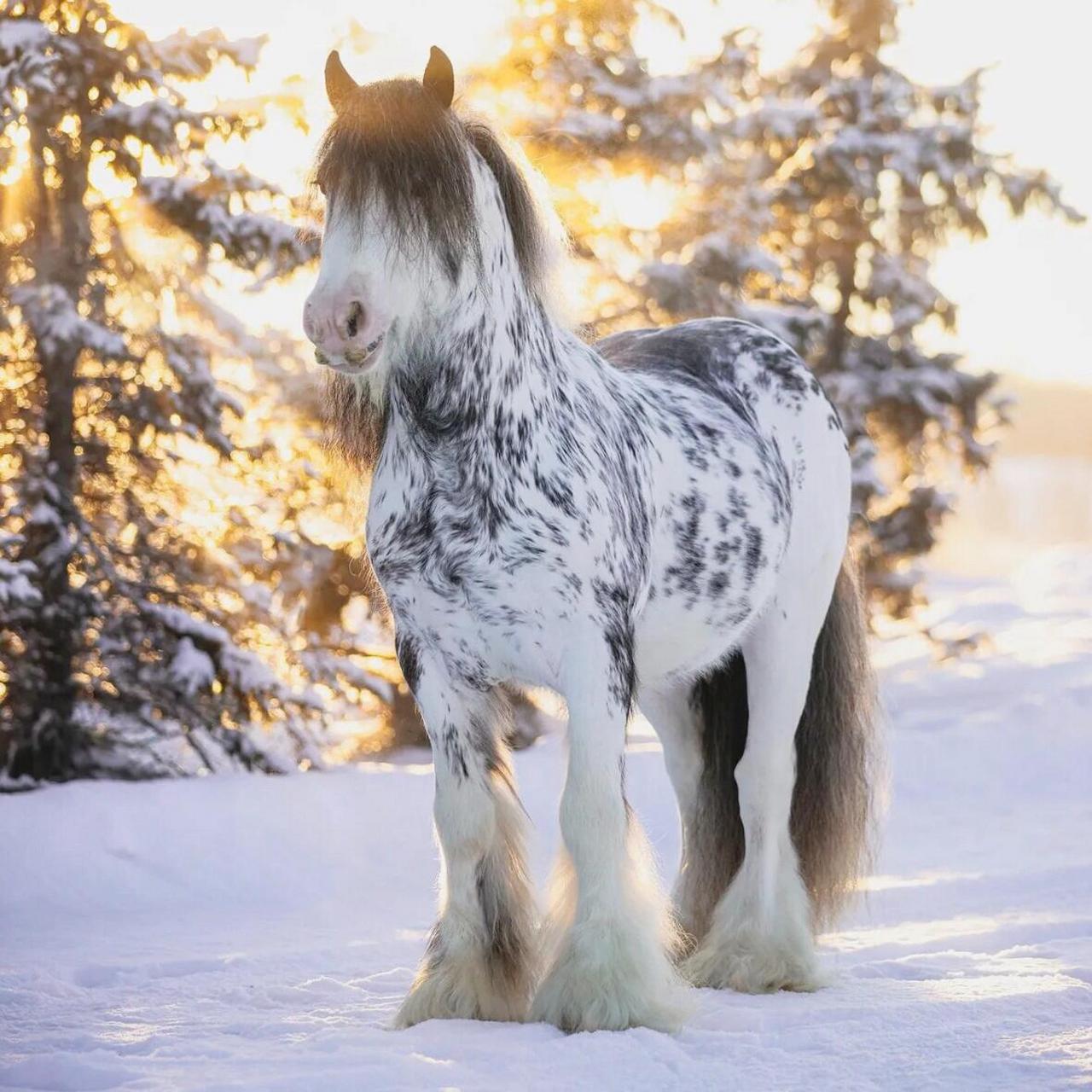 11 01吉普赛马是世界上最惊艳的马,轻盈飘逸的鬃毛和尾巴,连四只