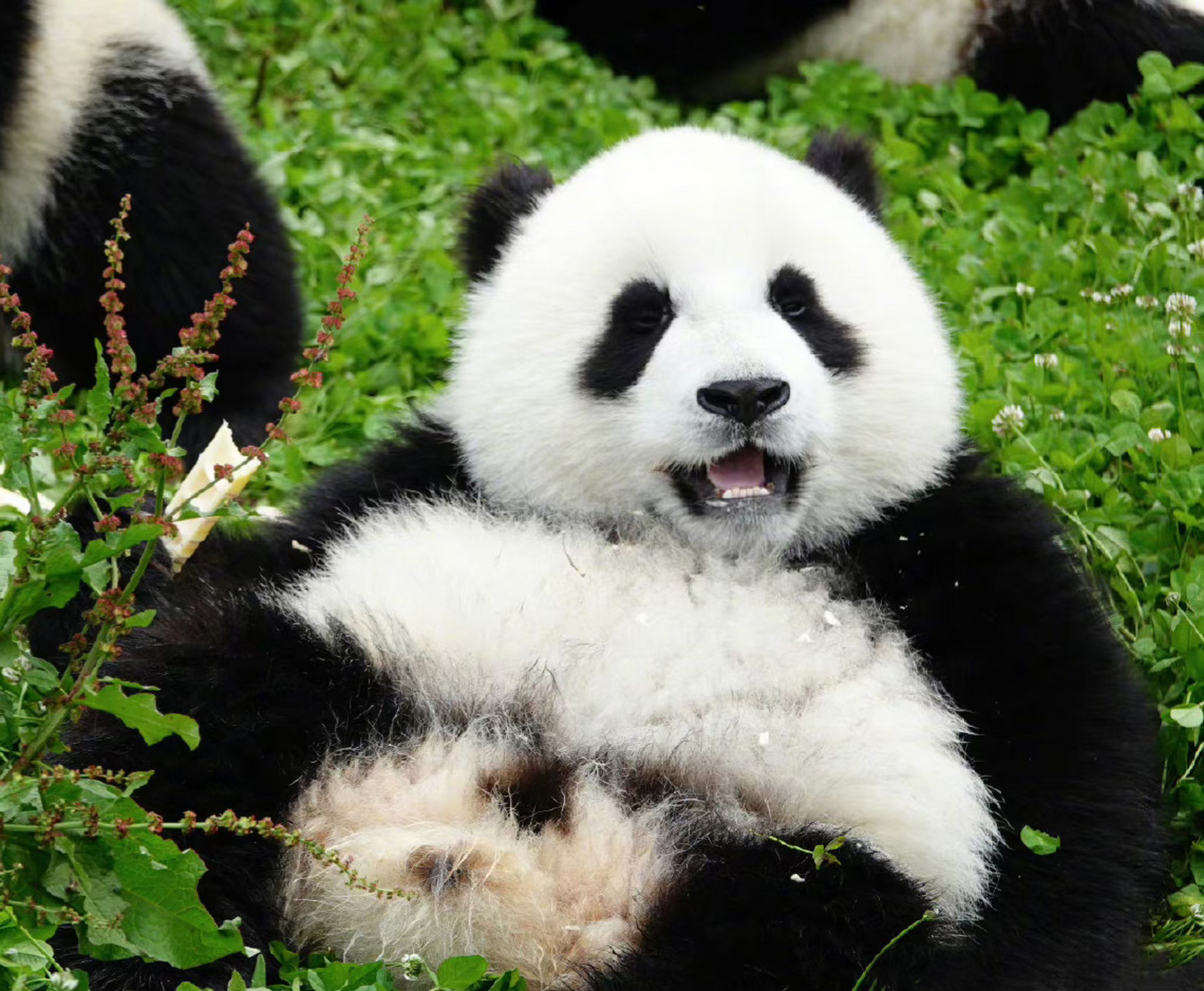 高颜值家族的"皓月" 皓月的幼年照,超级漂亮的宝宝