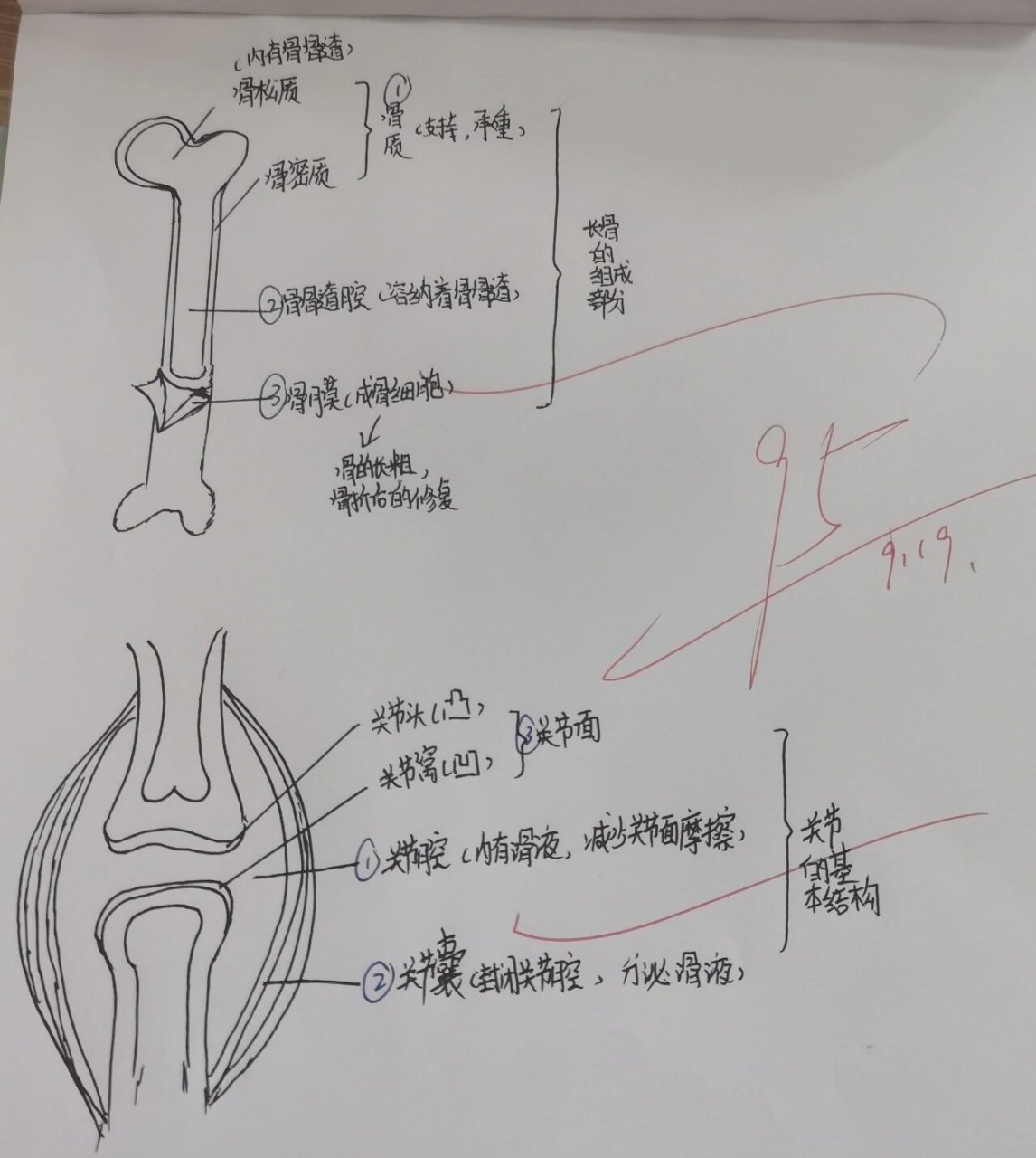 关节结构图初二生物图片