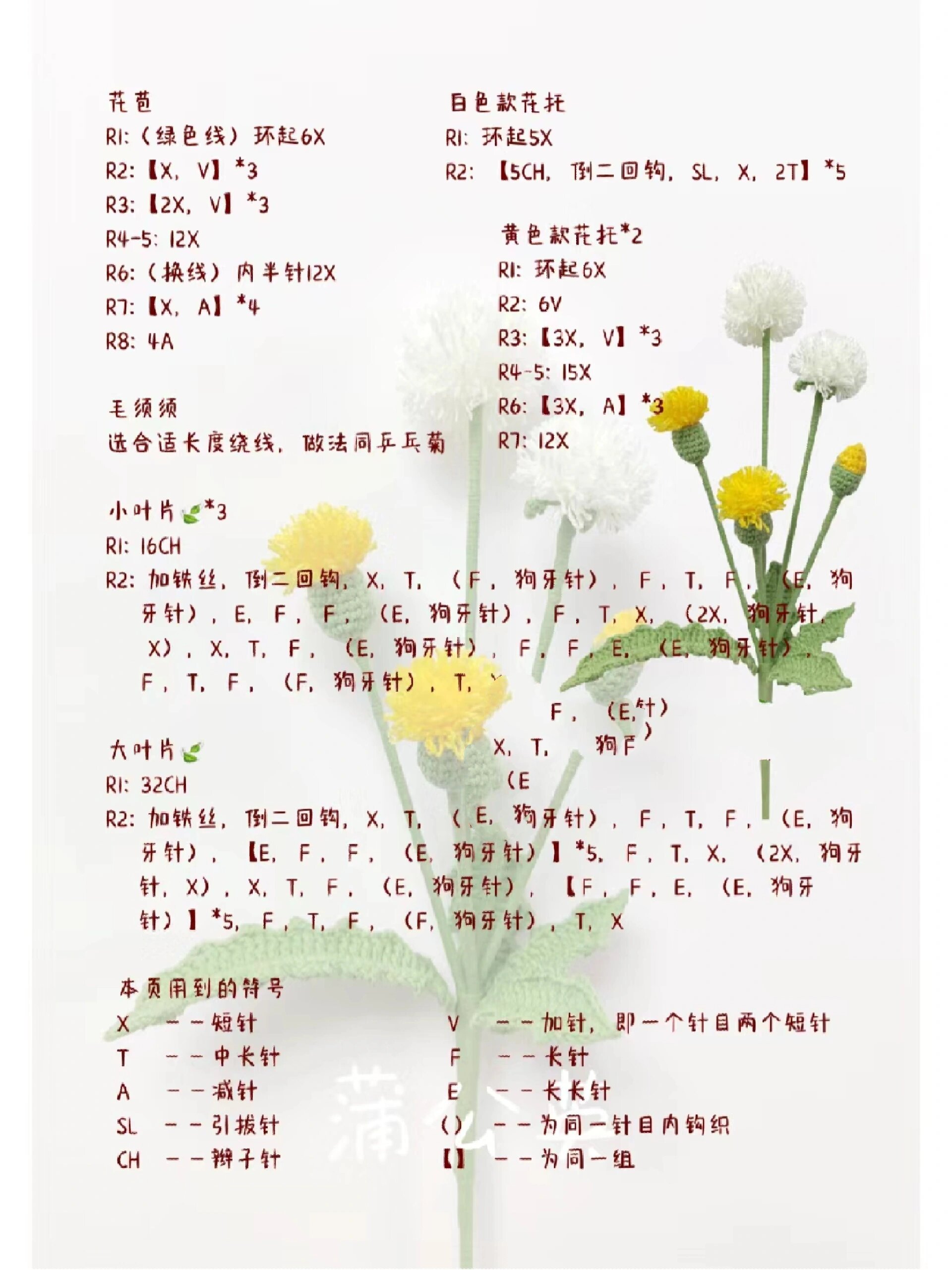 蒲公英图解
