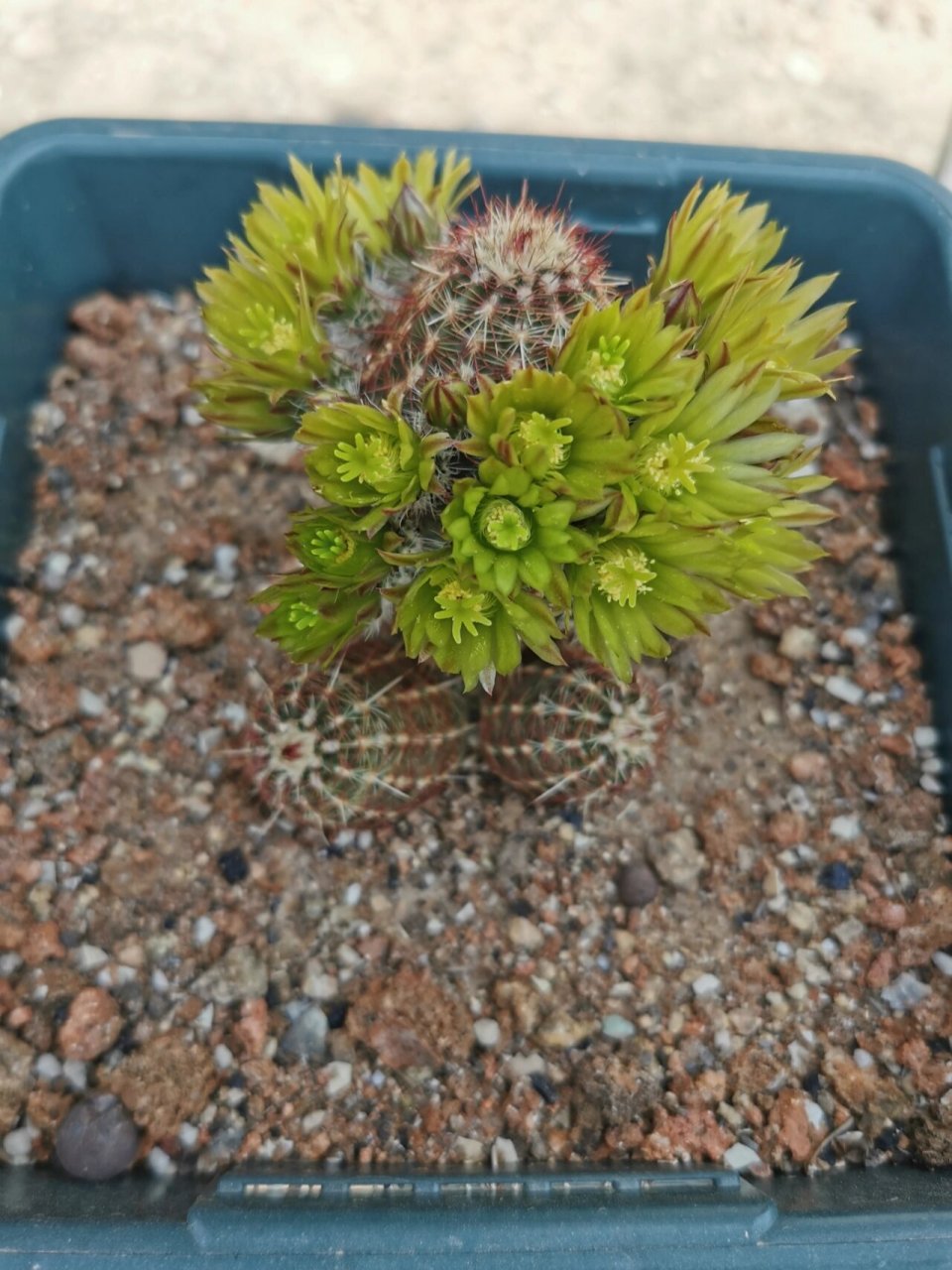 仙人球青花虾 来,数花苞吧?