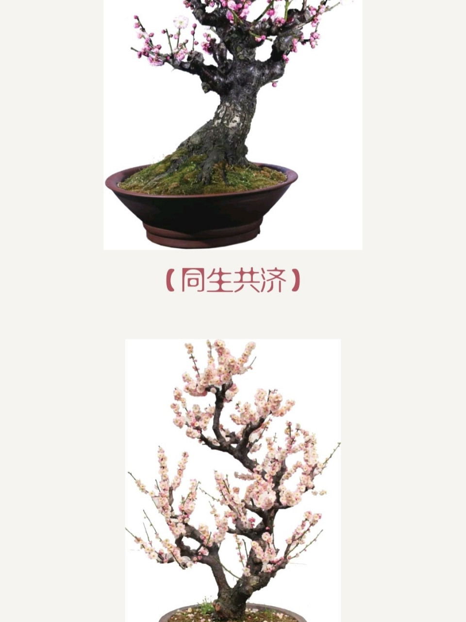 梅花修剪十一式(二) 六,画意梅花 画意梅花盆景分为桩景,"水岸"写意
