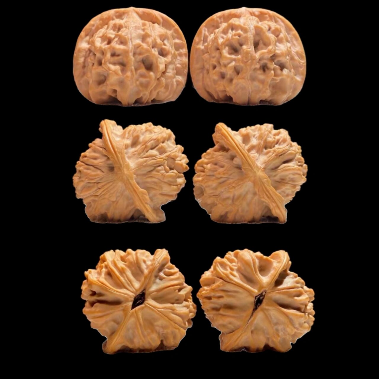 每日更新一个核桃品种(天地) 92天地狮子头,根据核桃外形命名,因高