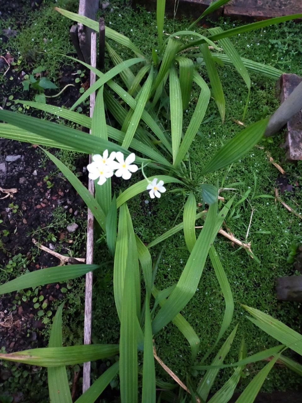 9890我的小菜園97 獨腳絲茅開出小白花夠老了拔了煲湯 割了包菜