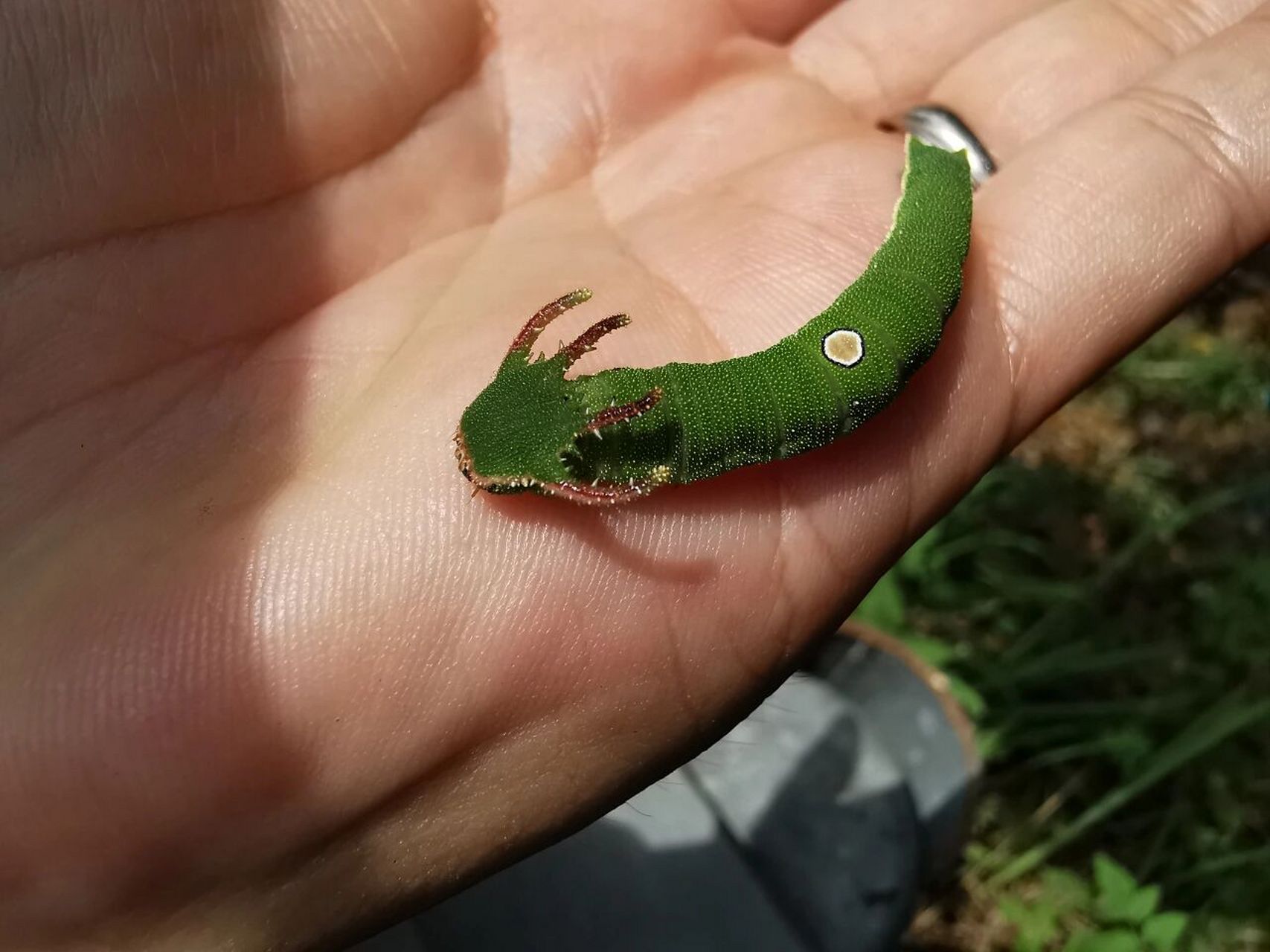 活捉一只小龙 白带螯蛱蝶幼虫