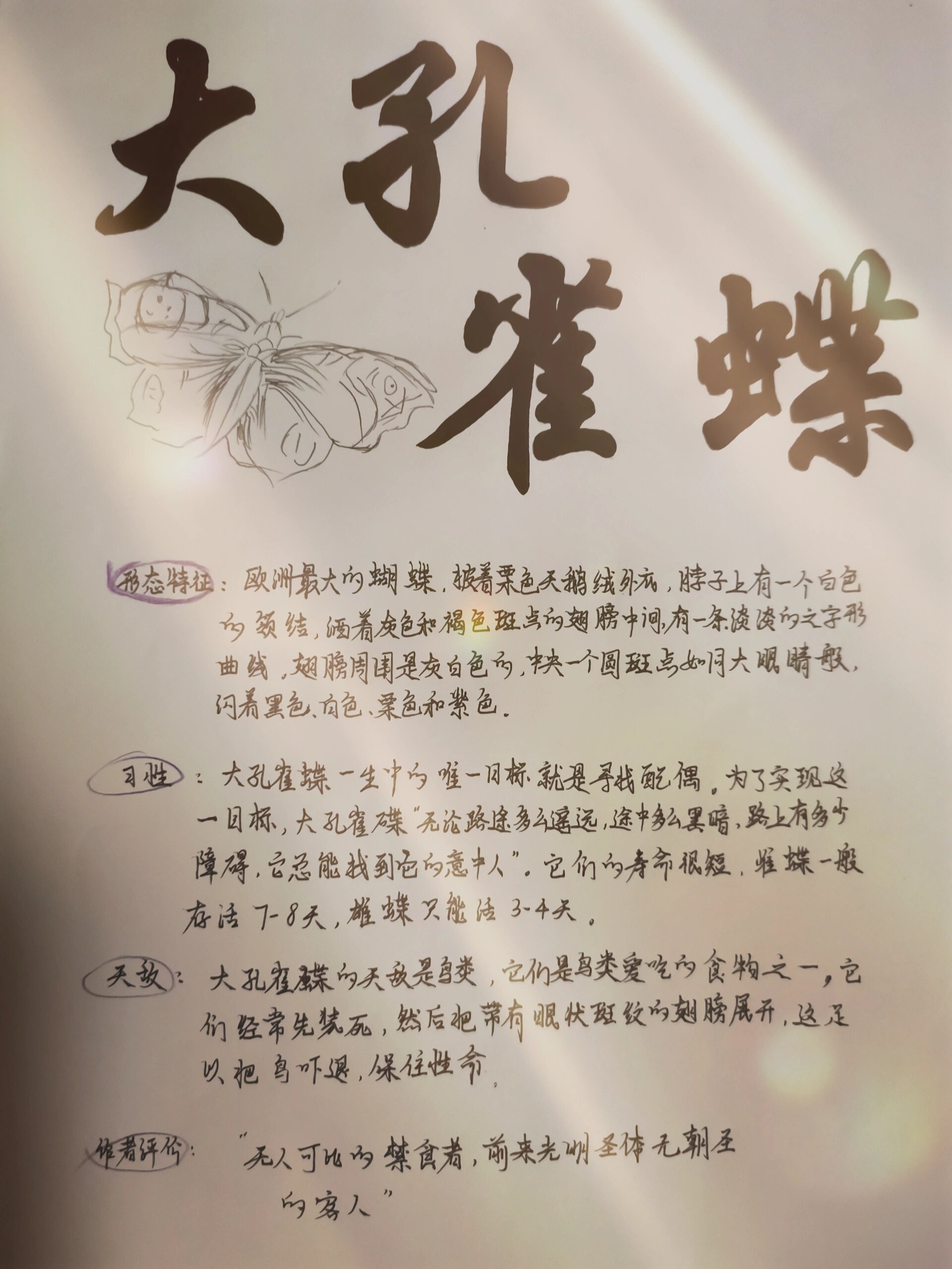 昆虫记——大孔雀蝶