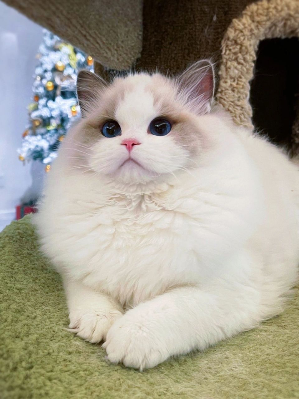 蓝双布偶猫 求一个听起来大富大贵的名字 这是什么神仙颜值?