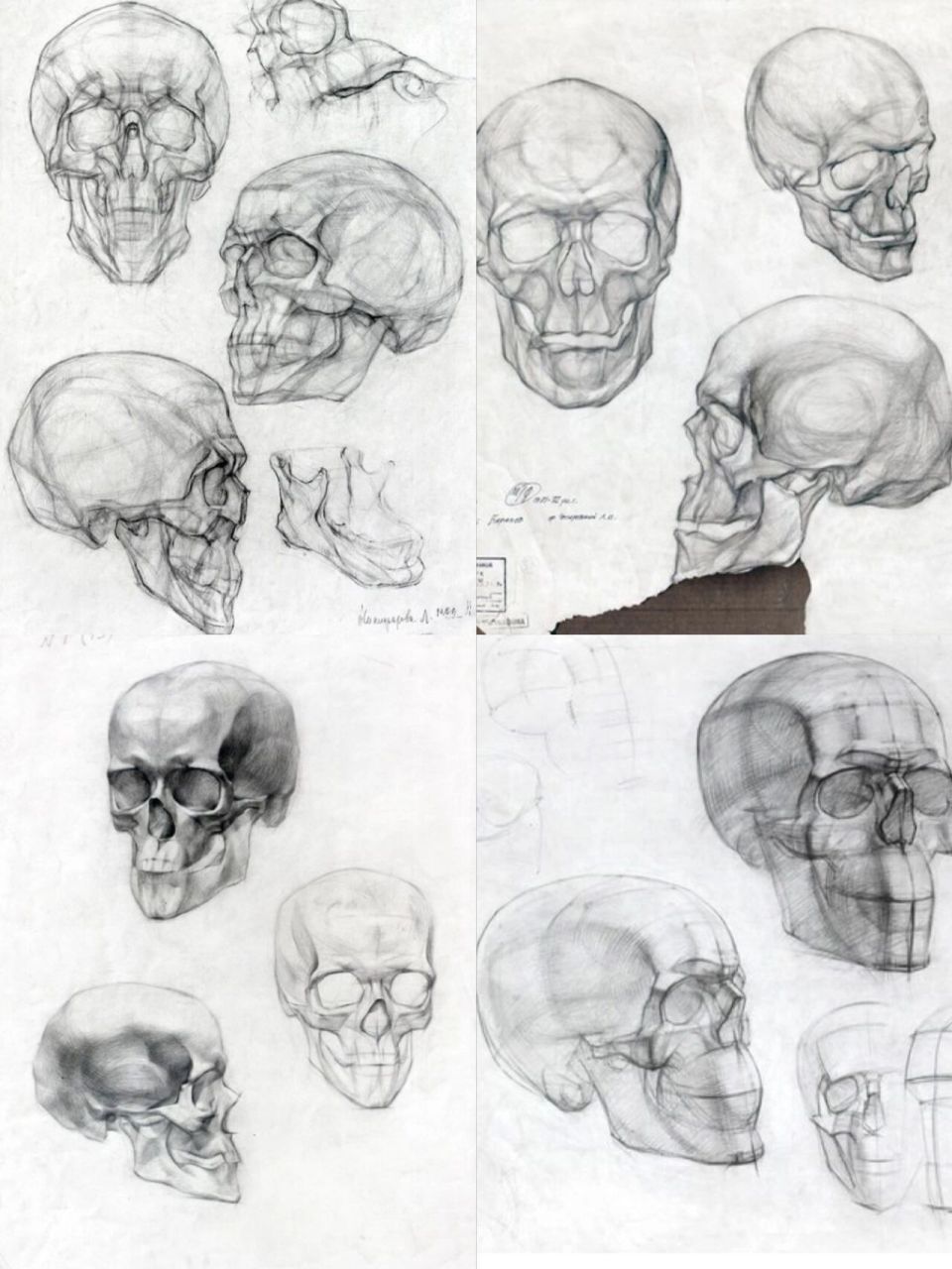 无偿|最实用的头骨结构素材,【头骨合集】 以前为了研究头骨结构收集