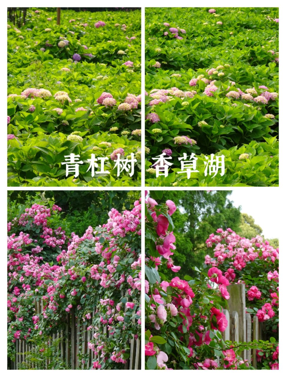 青杠树香草湖,免费赏花天花板| 蔷薇,绣球 - 	 郫都区的青杠树景区
