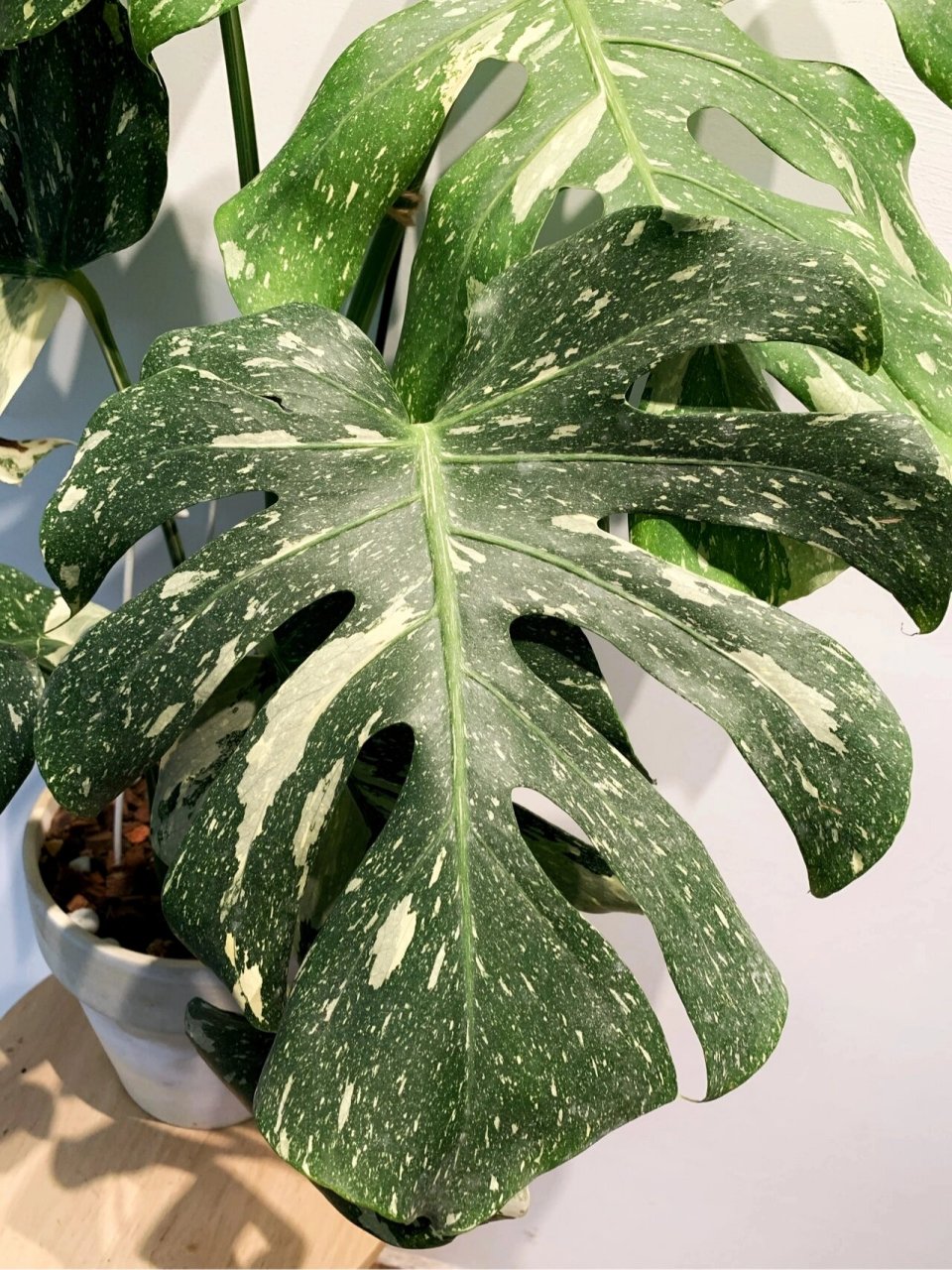 洒金龟背竹长的好慢,一年只长了六片叶😥 我家的洒金龟背竹长得超级