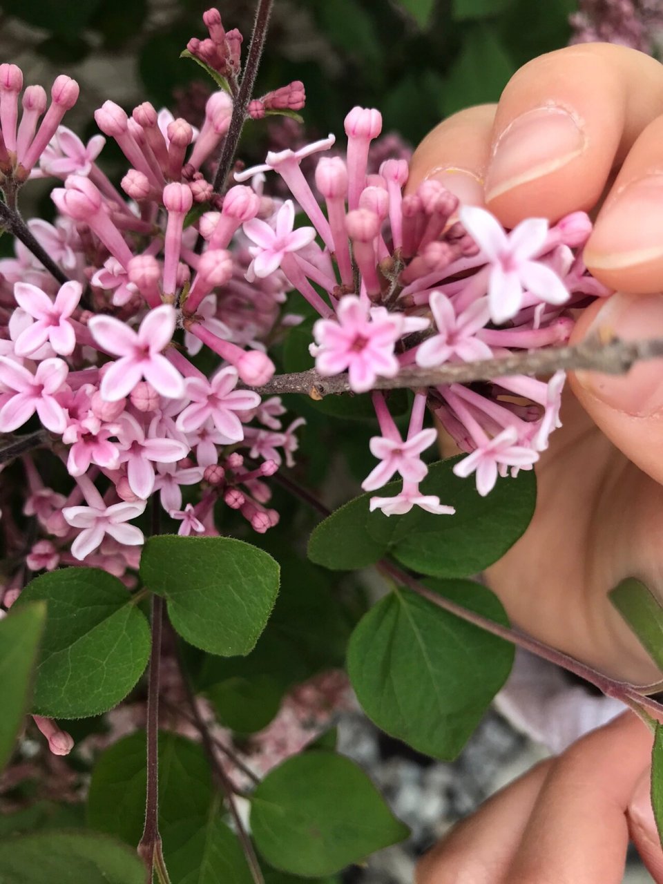 丁香花花瓣的形状图片