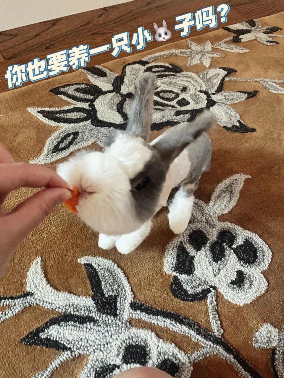 7岁的道奇猫猫兔92关于如何养好一只兔 我的小宝贝7岁了 可爱的双子