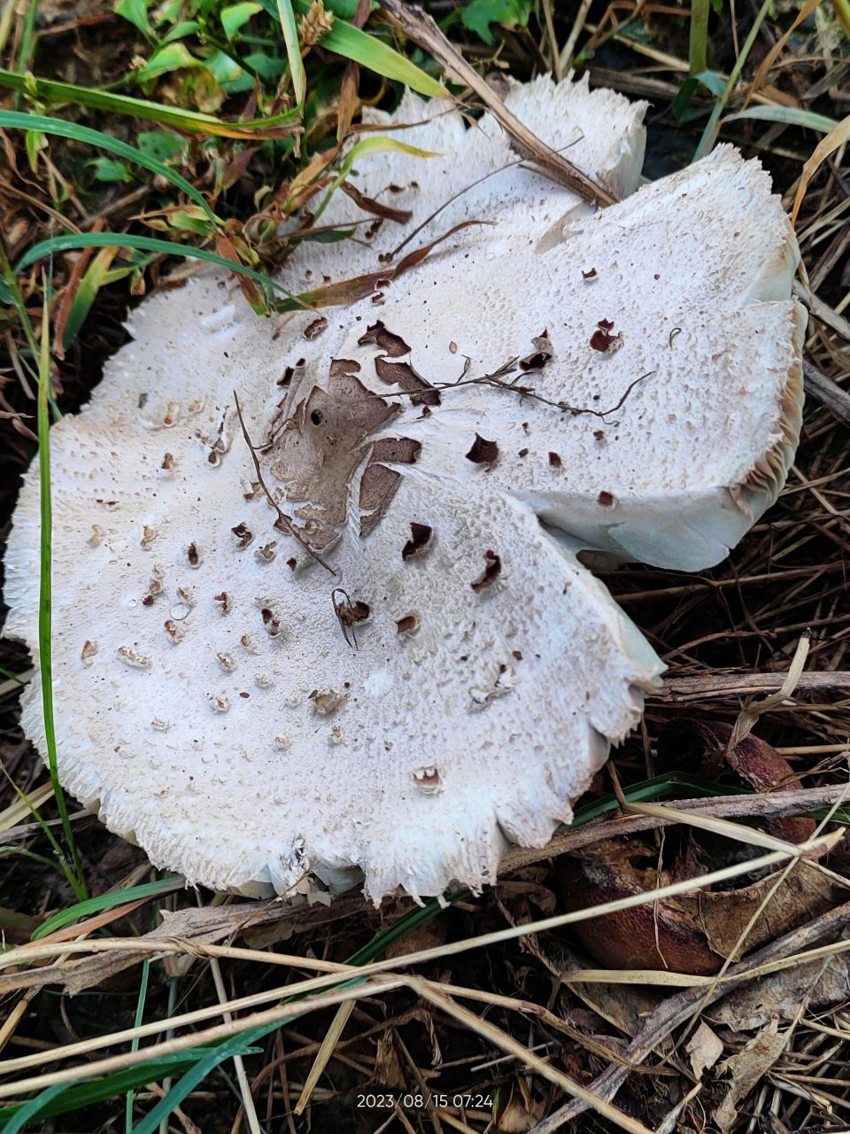 大青褶伞蘑菇图片