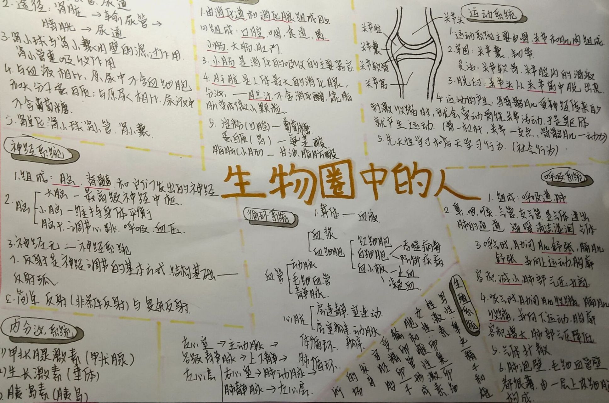 生物圈中的人    思维导图  生物圈中的人 初来驾到,感谢大家的支持