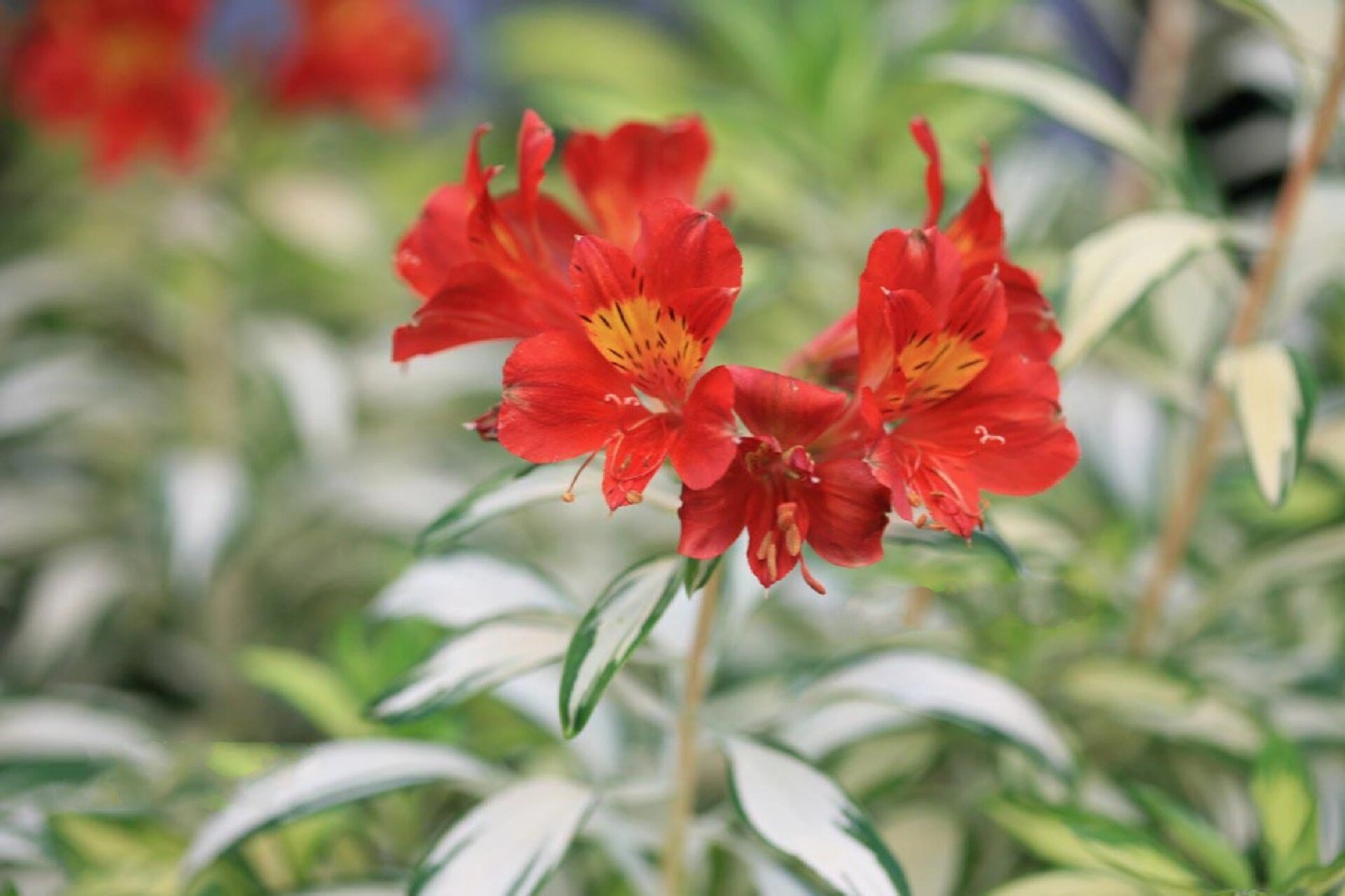 植物快乐屋——花叶六出花"摇滚乐" 六初花原产地于南美洲的智利,秘鲁