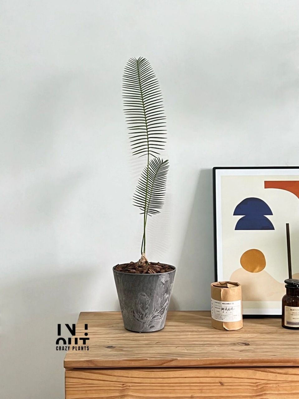 治愈强迫症,懒人美植墨西哥鱼骨双子铁.