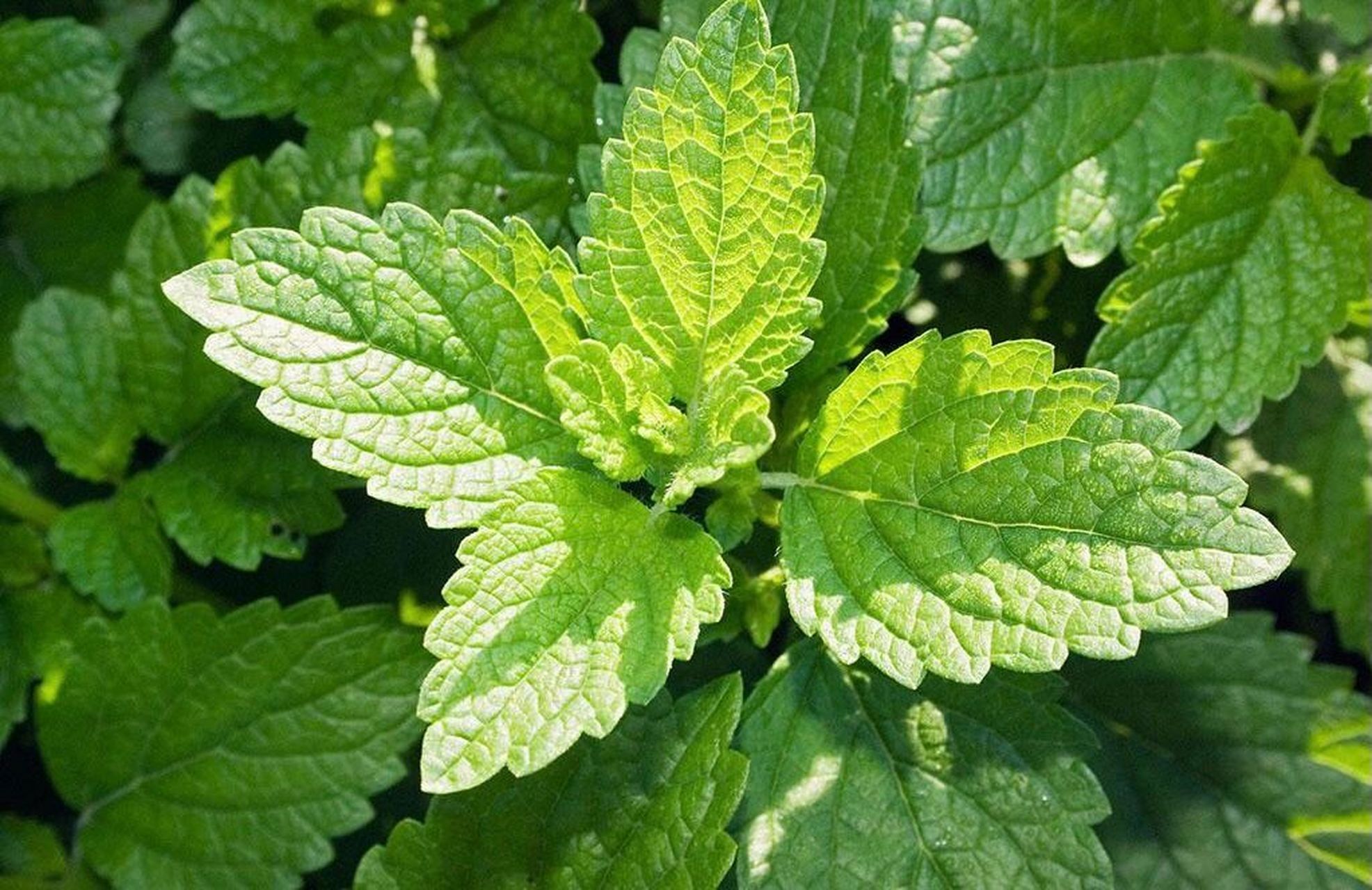 精油详解|香蜂草的十大妙用(上) 06 香蜂草的英文名melissa,在希腊