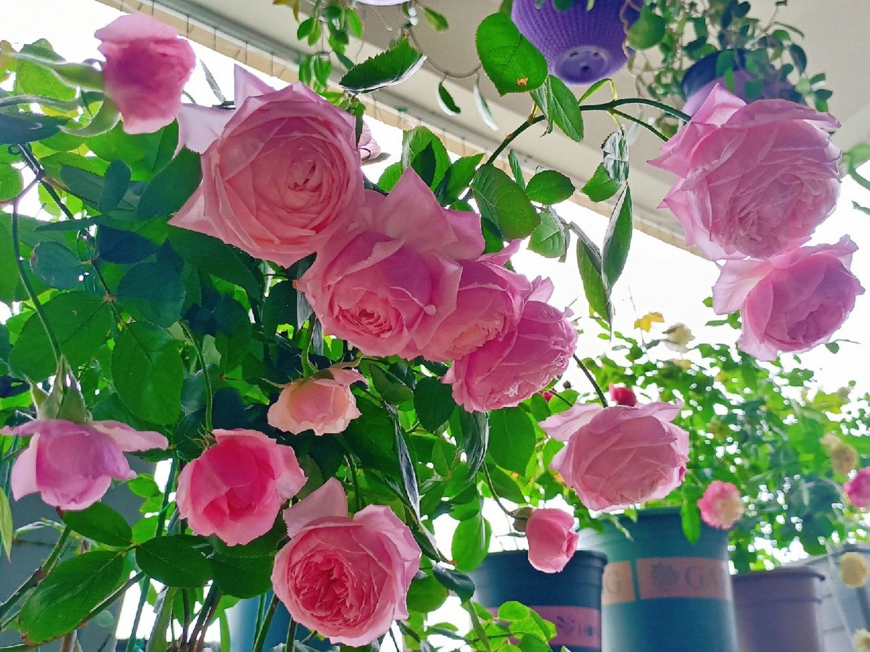 月季:女人遗产/传世芳华 一款被名字耽误的月季品种74女人遗产,我最