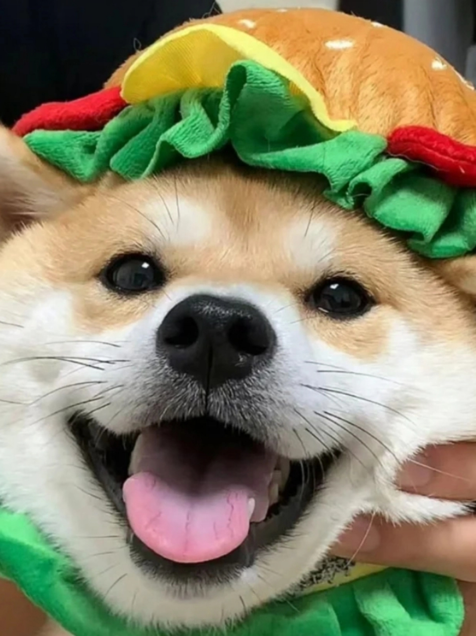 2024头像推荐 新的一年,换上可爱的小动物头像开心过新年吧.