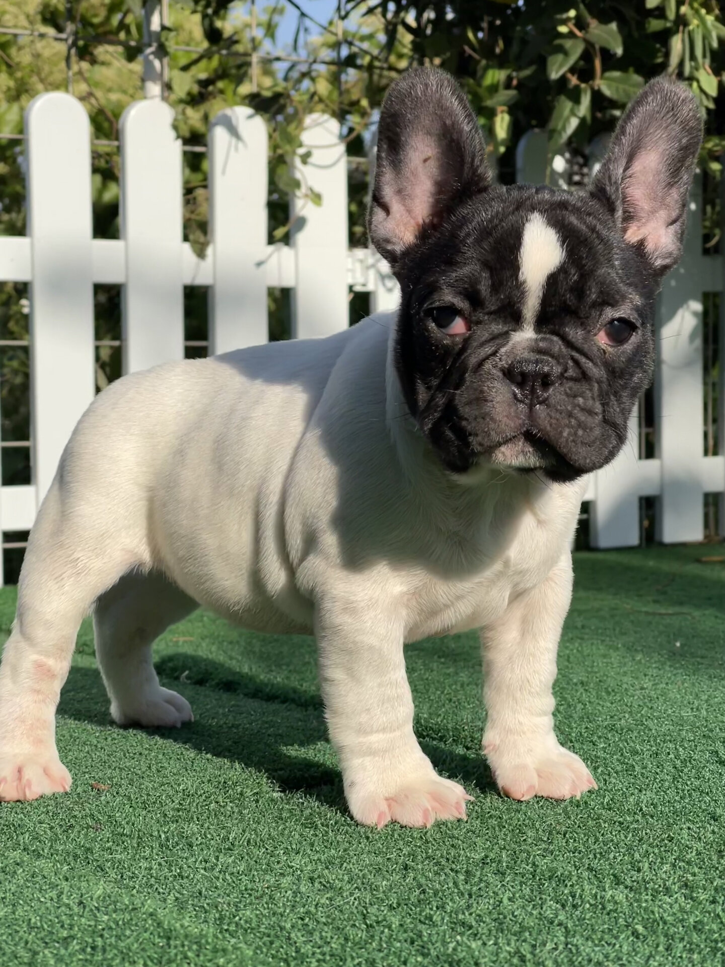 黑头白身法斗真是特别啊