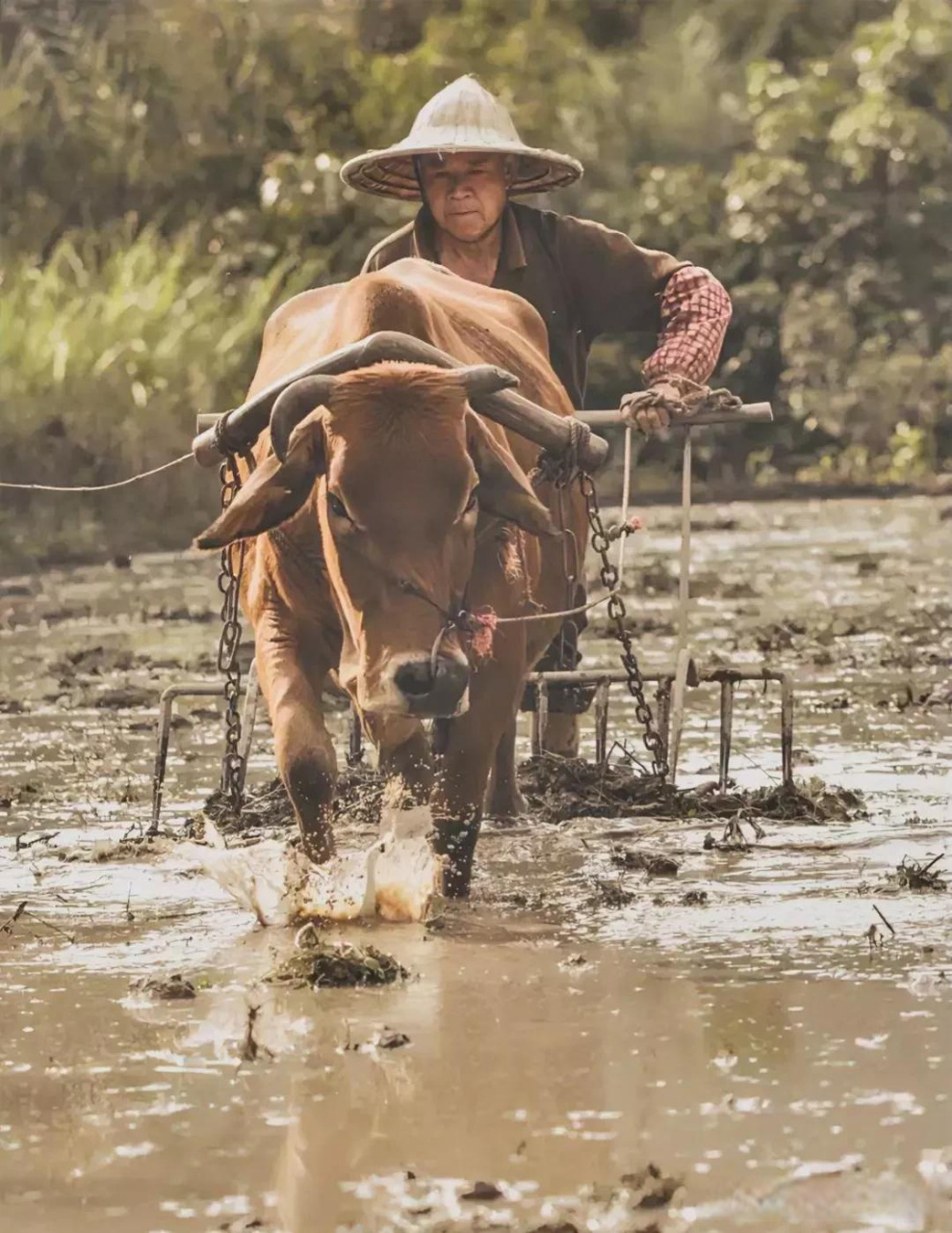 是什么因素导致一些农民丧失种地积极性"锄禾日当午,汗滴禾下土……"