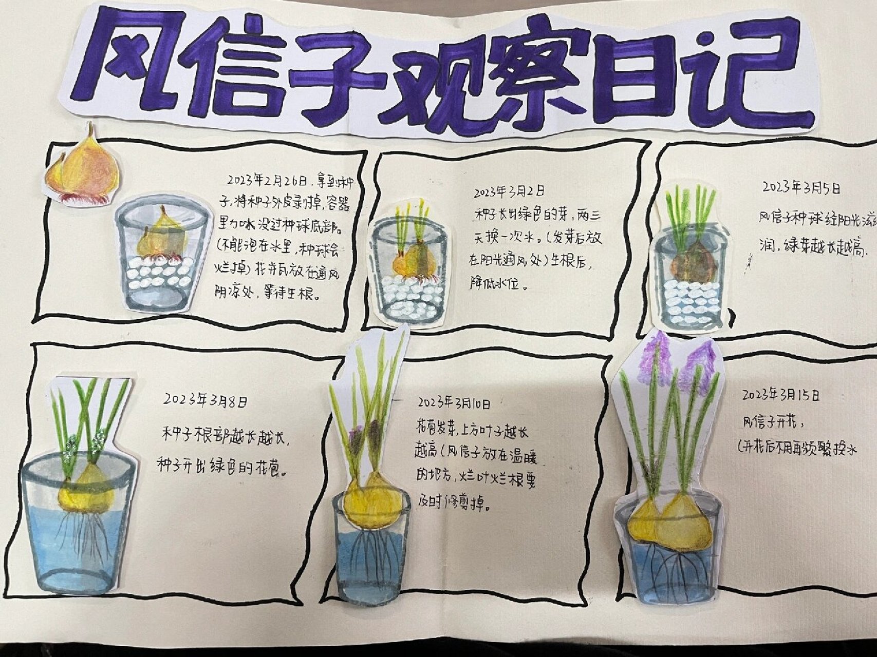 植物观察记录卡风信子图片