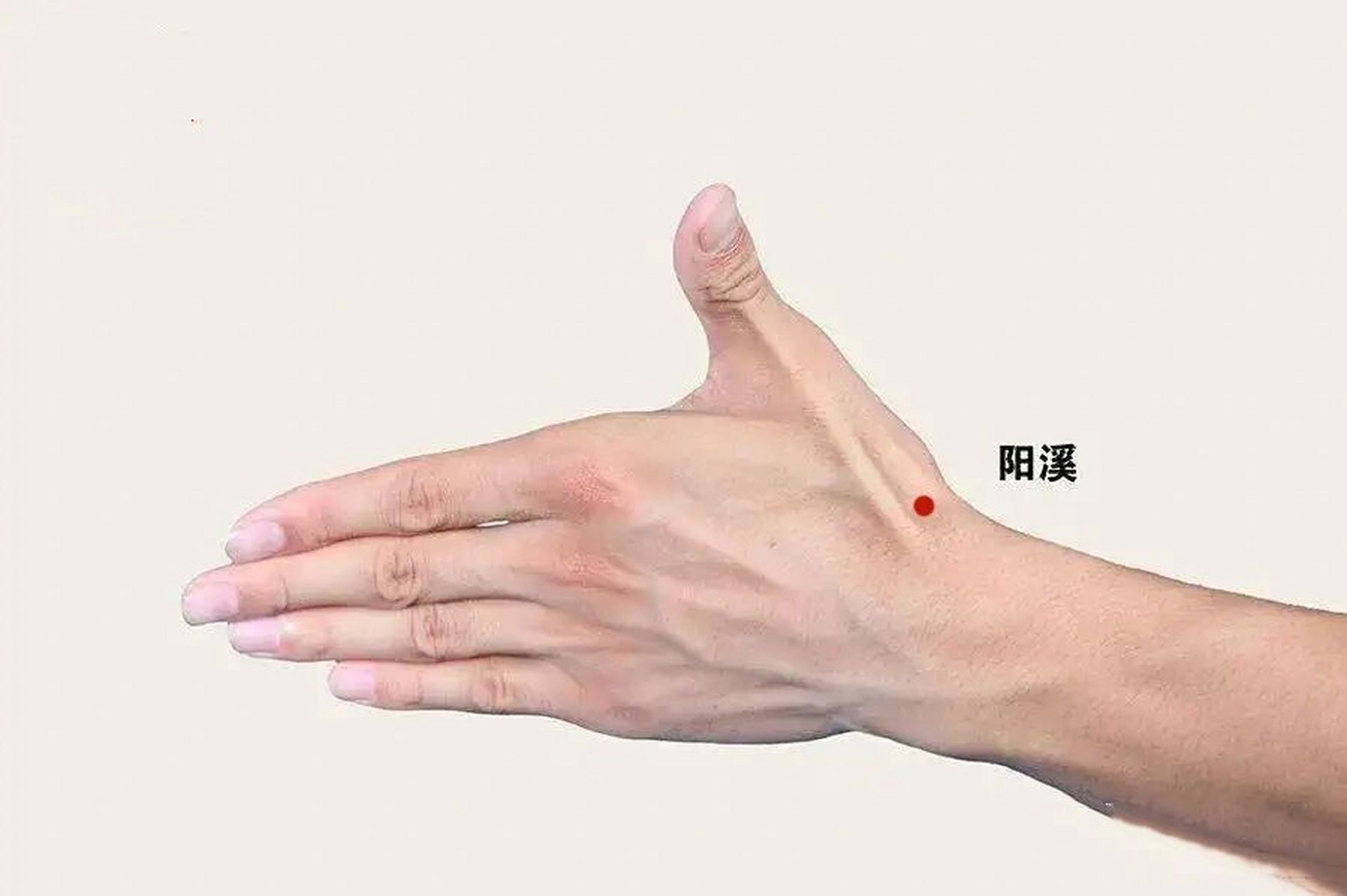 阳溪穴,头痛,耳鸣,防止脑中风,提神补气 今天来看一