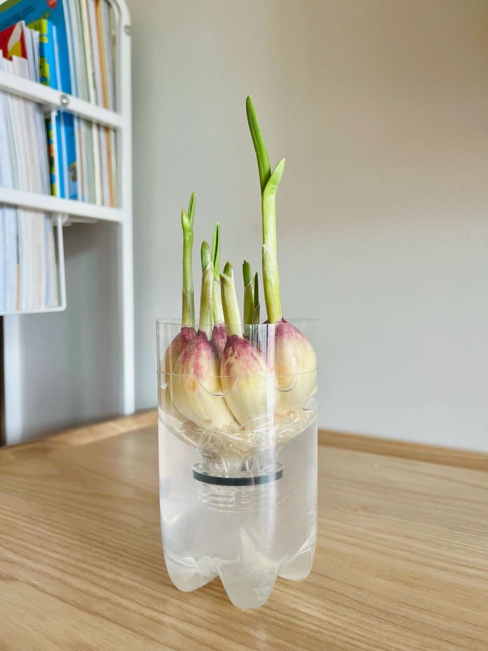 亲子种植95 水培大蒜00 幼儿园布置的亲子互动作业95 「水培