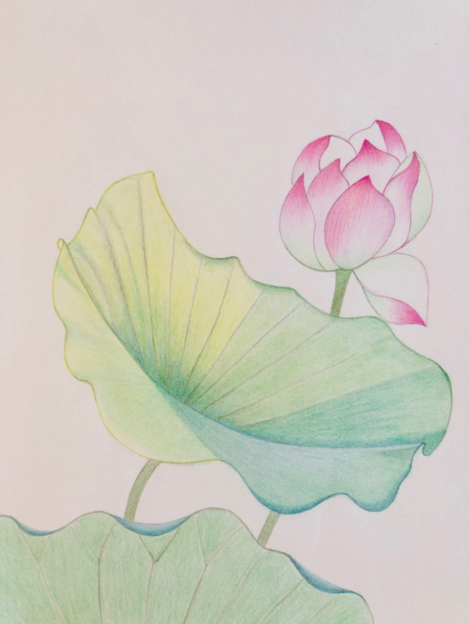 编号259(原创) 8k素描纸 辉柏嘉48色水溶性彩铅.