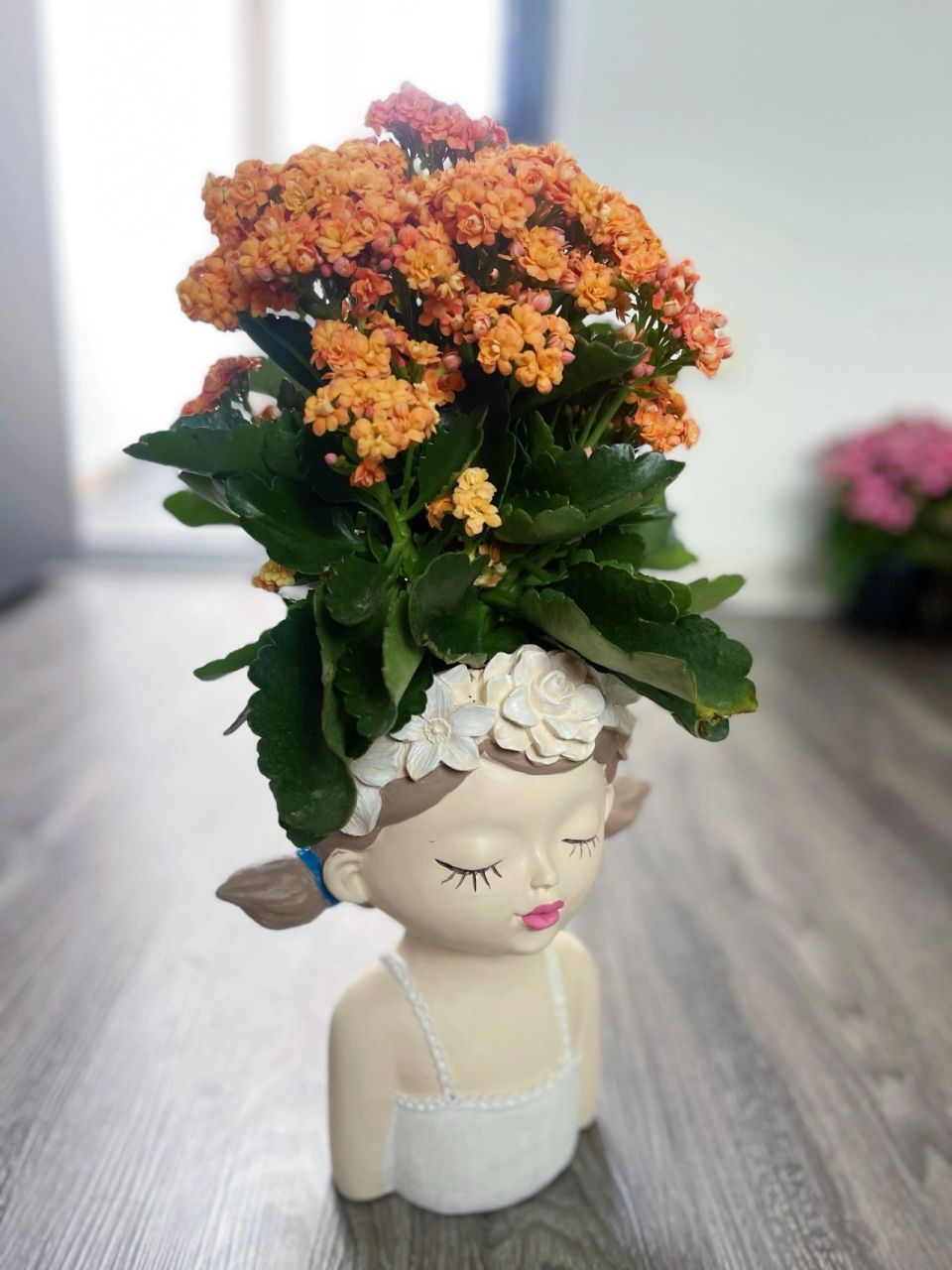 教你长寿花94爆盆秘笈 橙色长寿花   赛欧 渐变色的花朵美到心醉