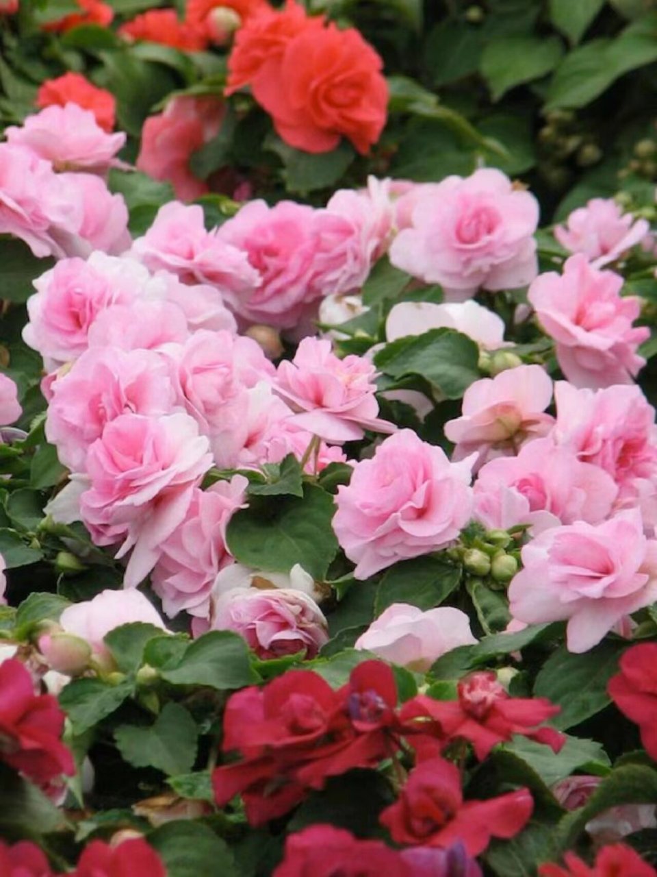 每周一个花草养护知识丨非洲凤仙花 非洲凤仙花,也称玻翠,苏丹凤仙花