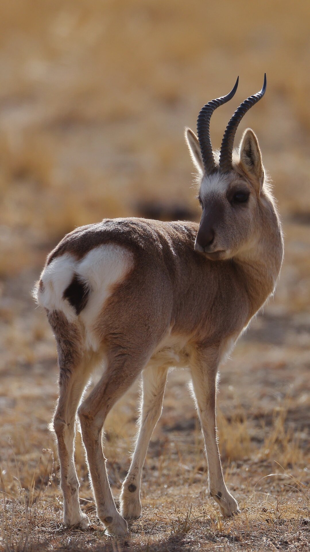 西藏的野生动物藏原羚