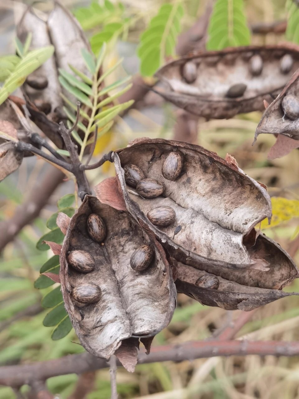 名字唯美的植物——云实 冬天来欣赏果实的艺术之美吧!
