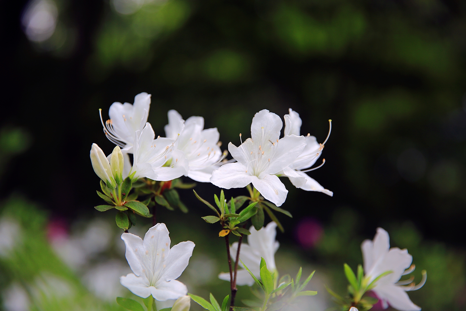 寻访春天的故事#玉蝴蝶杜鹃花,洁白如玉(杭州植物园)