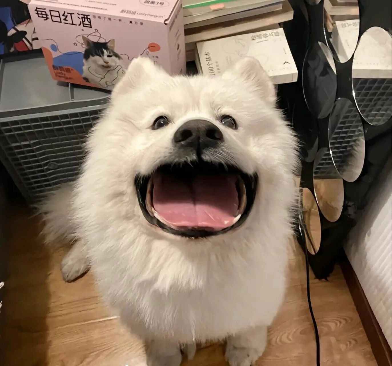 分享一些可爱狗狗头像 分享一下最近收藏的耶耶,呜呜呜啥时候能养狗啊