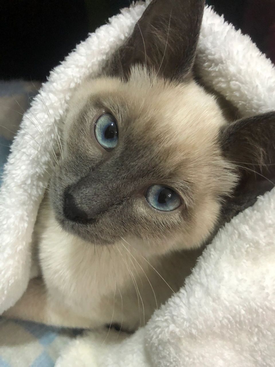 猫猫用猫包装能上公交车吗 第一次养咪咪,小家伙三个半月了,要去宠物