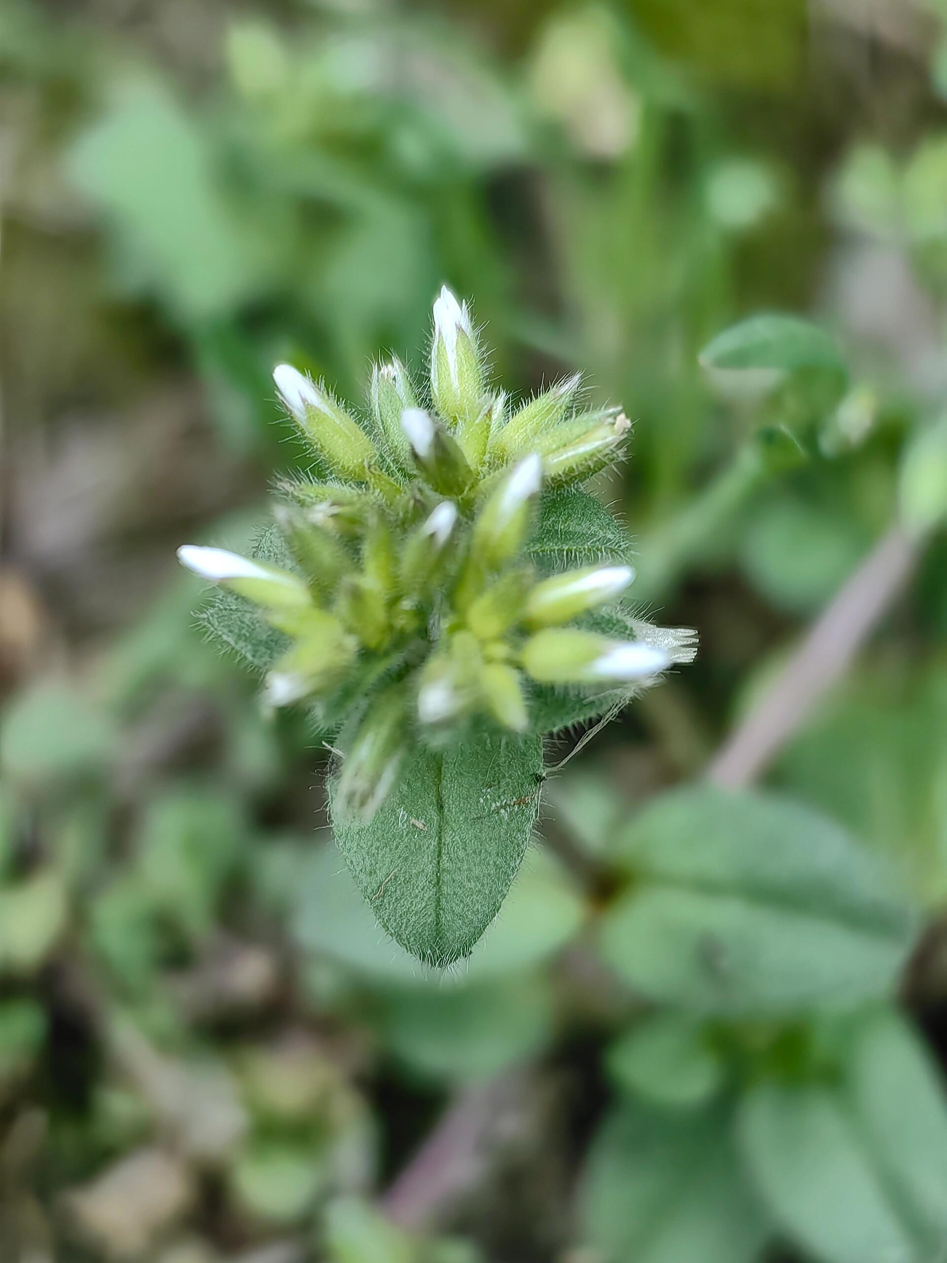 球序卷耳(婆婆指甲菜,粘毛卷耳),二年生或有时一年生草本,石竹科卷耳