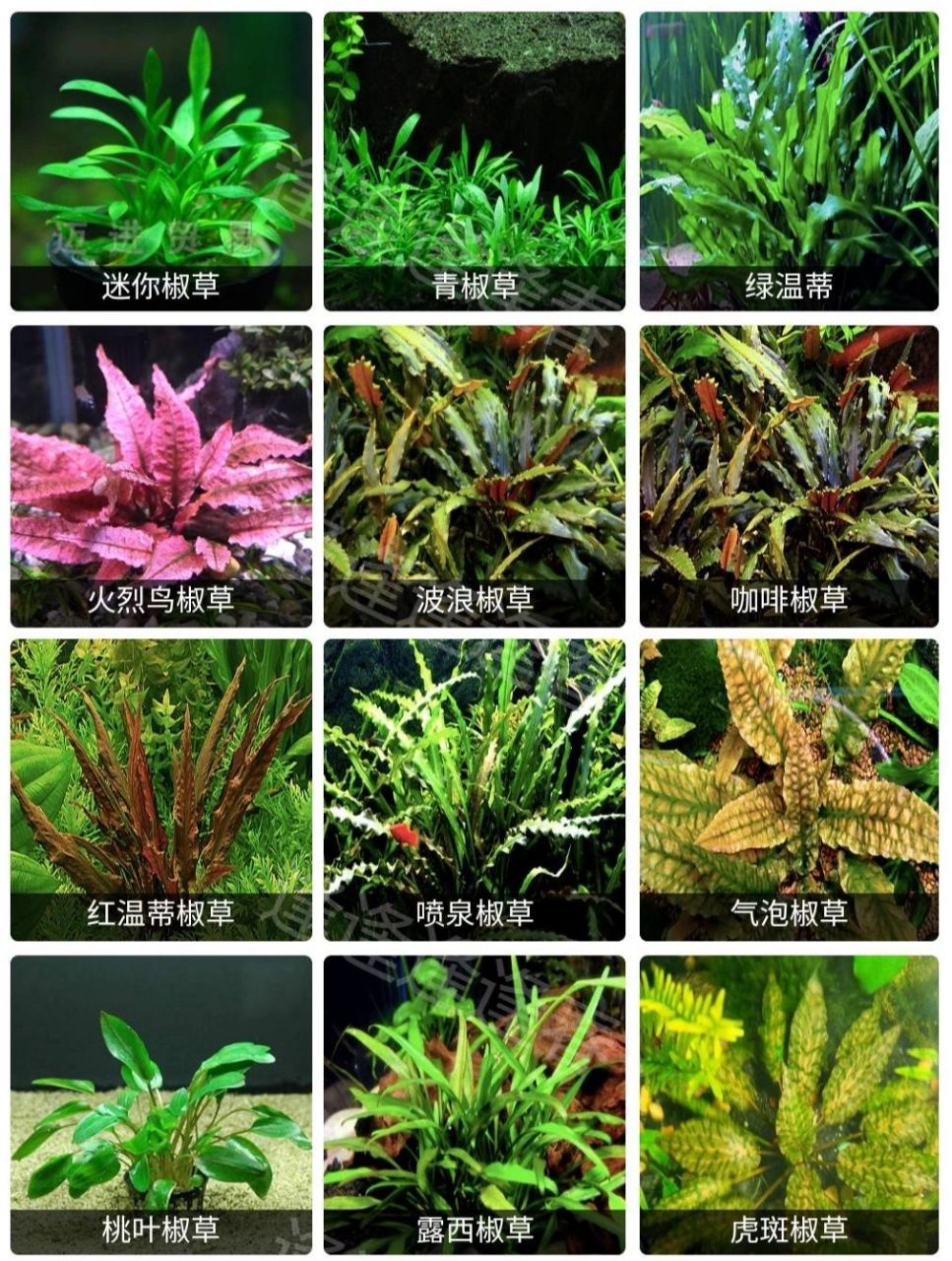 水草大全3(椒草类) 91明天更新莫斯类水草