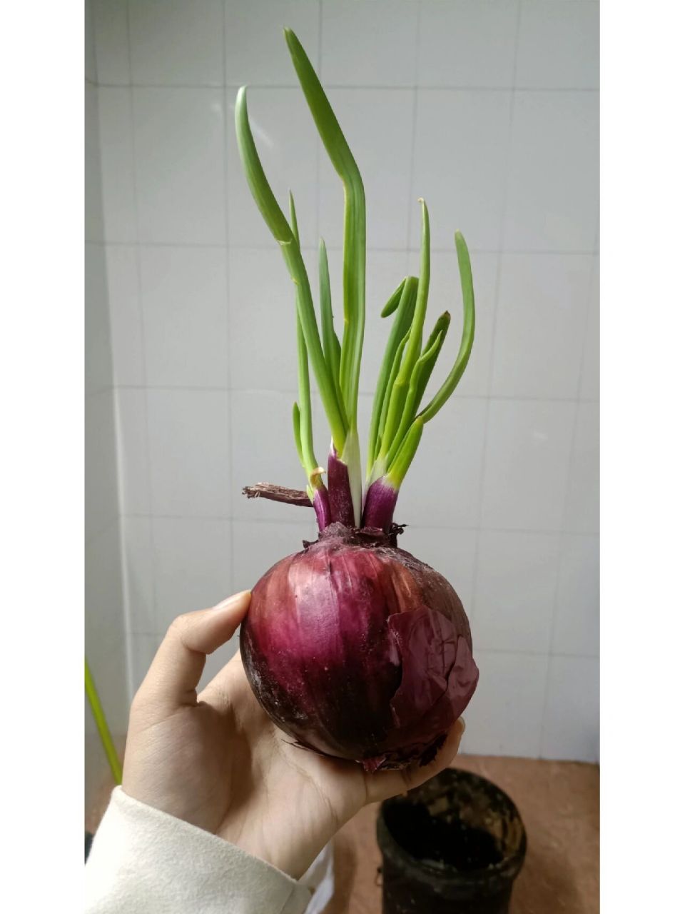 洋葱发芽了还能吃吗? 突然想吃洋葱