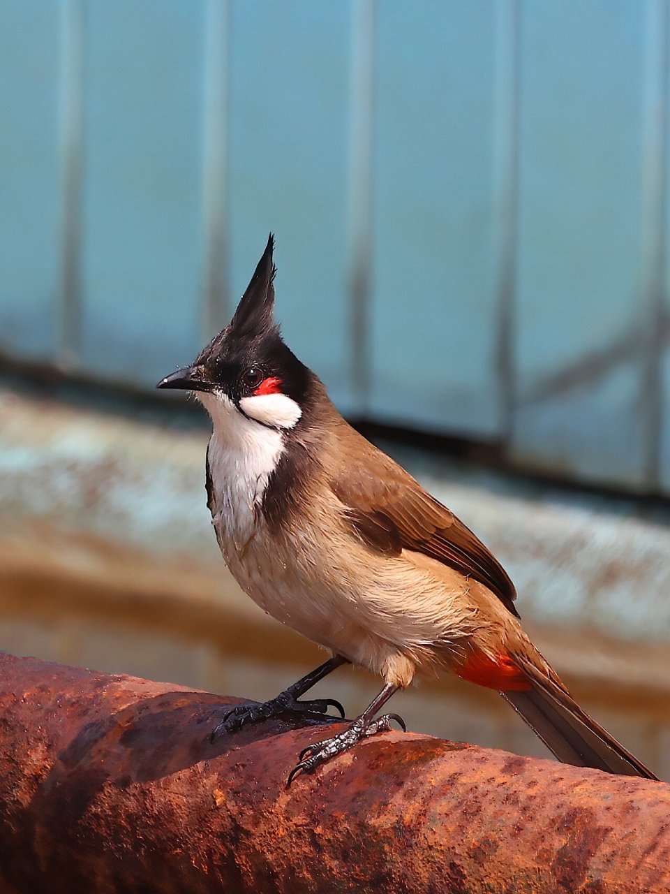 炒鸡可爱的红耳鹎 红耳鹎,三有保护动物,本地留鸟,活泼可爱,杂食性,但