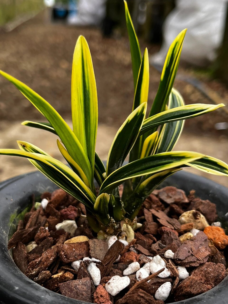 春兰金边皱叶～彩云荷 春兰矮种～彩云荷